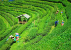 Arrival in Darjeeling & Leisure